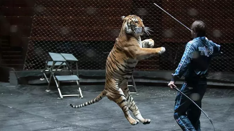 Глядя в пасть  Глядя в пасть  - «Россия сегодня», 800, 22.07.2021